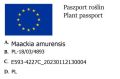 MAKIA Amurska