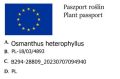 Osmantus
