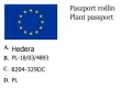 Bluszcz