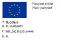 Budleja