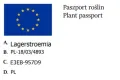 lagerostreomia.jpg