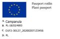 Dzwonek