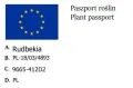 Rudbeckia