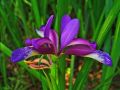 Irys Trawolistny GRAMINEA