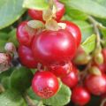 Borówka brusznica RED PEARL