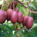 kiwibeere_red-jumbo.jpg
