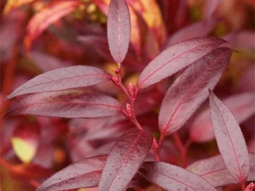 Rododendron Royal Ruby