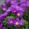 Aster ISLAND SAMOA