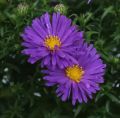 Aster ISLAND SAMOA