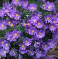 Aster ISLAND SAMOA