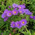 Aster ISLAND SAMOA