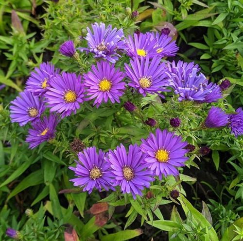 Aster ISLAND SAMOA