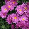 Aster ISLAND TONGA