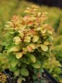 Berberys Thunberga SUMMER SUNSET