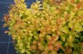 Berberys Thunberga SUMMER SUNSET
