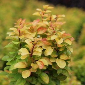 Berberis thunberga LETNÝ ZÁPAD SLNKA