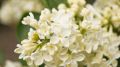 Lilak pospolity PRIMROSE