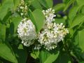 Lilak pospolity PRIMROSE