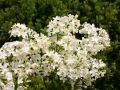 Lilak pospolity PRIMROSE
