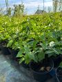 Lilak pospolity PRIMROSE