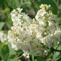 Lilak pospolity PRIMROSE