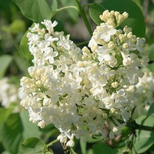 PRIMROSE lila ker
