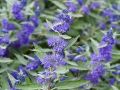 Barbula klandońska STERLING SILVER