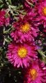 Aster ISLAND BAHAMAS