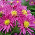 Aster ISLAND BAHAMAS