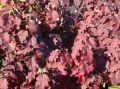 Hortensja dębolistna BURGUNDY
