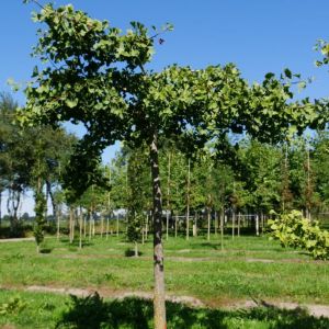 GINKGO HORIZONTALIS na stonke