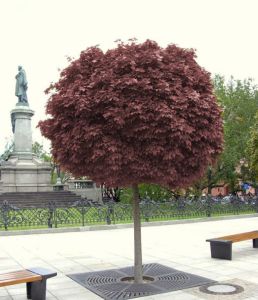 PURPLE GLOBE červený javor 120-130cm