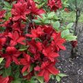 Azalia wielkokwiatowa CROSSWATER RED
