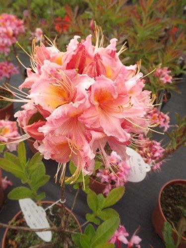 Veľkokvetá azalka PINK DELIGHT