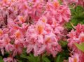Azalia wielkokwiatowa PINK DELIGHT