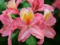 Azalia wielkokwiatowa PINK DELIGHT