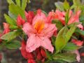 Azalia wielkokwiatowa PINK DELIGHT