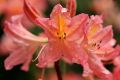 Azalia wielkokwiatowa PINK DELIGHT