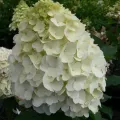 Hortensja Bukietowa Mont Blanc na pniu