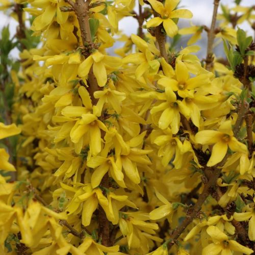 Forsythia intermedia MIKADOR