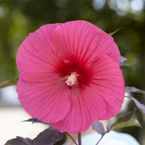 Trvalka Hibiscus CAROUSEL PINK PASSION