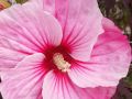 Hibiskus bylinowy CAROUSEL PINK CANDY
