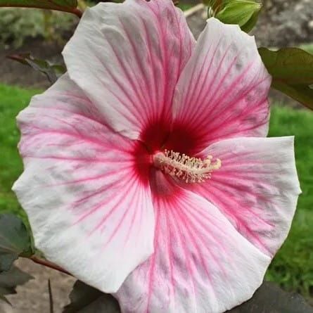 Trvalka Hibiscus CAROUSEL PINK CANDY
