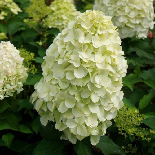 Hortenzia paniculata HERCULES