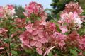 Hortensja Bukietowa EARLY SENSATION