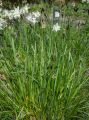 Sesleria HEUFLERA
