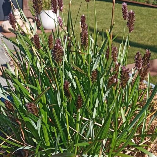 Sesleria HEUFLERA