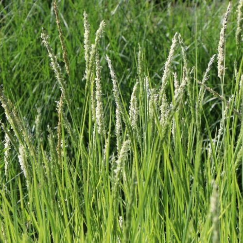 Sesleria jesenná