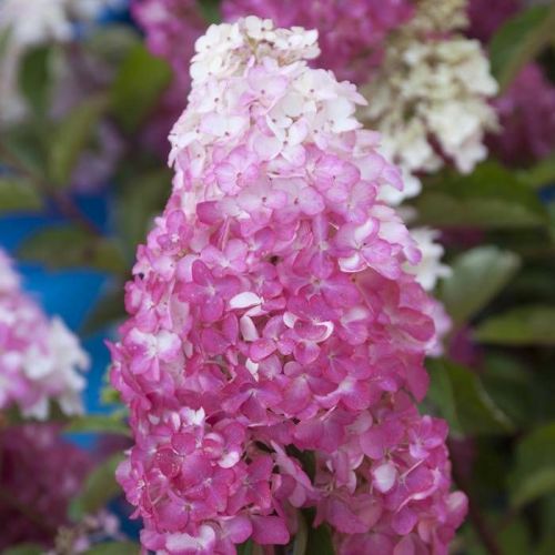 Hortenzia paniculata FRAISE MELBA