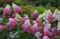 Hortensja bukietowa FRAISE MELBA